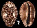 阿拉伯寶螺 Cypraea arabica 5