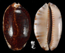 阿拉伯寶螺 Cypraea arabica 7