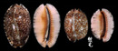 阿拉伯寶螺 Cypraea arabica 8