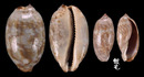 阿拉伯寶螺 Cypraea arabica 9