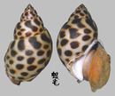 婆羅洲鳳螺 Babylonia borneensis 2