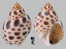 婆羅洲鳳螺 Babylonia borneensis 4