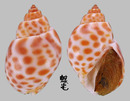 婆羅洲鳳螺 Babylonia borneensis 5