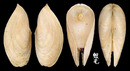 開腹蛤 Gastrochaena cuneiformis 1