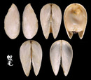 開腹蛤 Gastrochaena cuneiformis 2