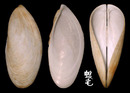 開腹蛤 Gastrochaena cuneiformis 3