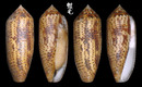 飛彈芋螺 Conus nussatella 1