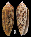 飛彈芋螺 Conus nussatella 2