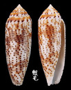 飛彈芋螺 Conus nussatella 3