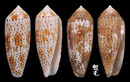飛彈芋螺 Conus nussatella 4