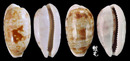 黑痣寶螺 Cypraea teres 3