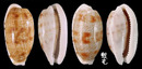 黑痣寶螺 Cypraea teres 4