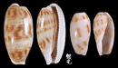 黑痣寶螺 Cypraea teres 5