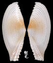 鋸齒櫻蛤 Tellina spengleri 1