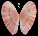 鯊皮櫻蛤 Tellina pulcherrima 1