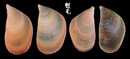 孔雀殼菜蛤 Septifer bilocularis 3