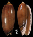 Marrati榧螺 Oliva miniacea marrati 2