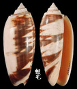 Johnsoni榧螺 Oliva miniacea johnsoni 1