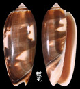 Johnsoni榧螺 Oliva miniacea johnsoni 2