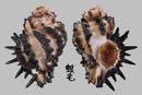羽冠銀杏骨螺 Homalocantha melanamathos