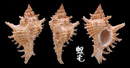 西印度千手螺 Chicoreus brevifrons 2