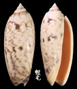 Berti榧螺 Oliva miniacea berti 1