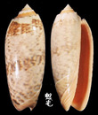 Berti榧螺 Oliva miniacea berti 2