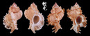 可愛骨螺 Siratus venustulus 5