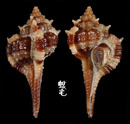 台灣骨螺 Murex rectirostris 1