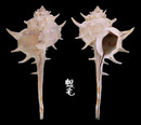 馬克骨螺 Murex brevispina macgillivrayi 1