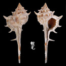 馬克骨螺 Murex brevispina macgillivrayi 3