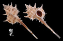 海峽骨螺 Murex sobrinus 1