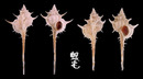 海峽骨螺 Murex sobrinus 2
