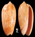 Sylvia榧螺 Oliva miniacea sylvia 1