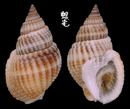 正織紋螺 Nassarius livescens 1