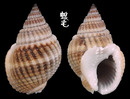 正織紋螺 Nassarius livescens 2