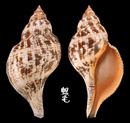 鬱金香旋螺 Fasciolaria tulipa 1