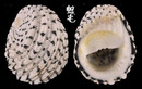 織錦蜑螺 Nerita textilis