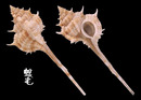 釣魚台骨螺 Murex senkakuensis 2