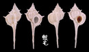 釣魚台骨螺 Murex senkakuensis 4