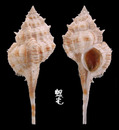紀伊骨螺 Murex kiiensis 1