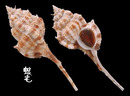 紀伊骨螺 Murex kiiensis 2
