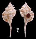 紀伊骨螺 Murex kiiensis 3