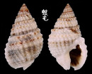 尖頭織紋螺 Nassarius margaritifer 3