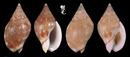 卵形織紋螺 Cyllene pulchella 1