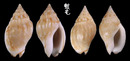 卵形織紋螺 Cyllene pulchella 4