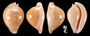 金龜車寶螺 Cypraea armeniaca 2