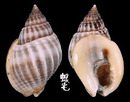 Clarus織紋螺 Nassarius clarus 1
