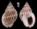 Clarus織紋螺 Nassarius clarus 2