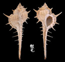 華南骨螺 Murex aduncospinosus 1